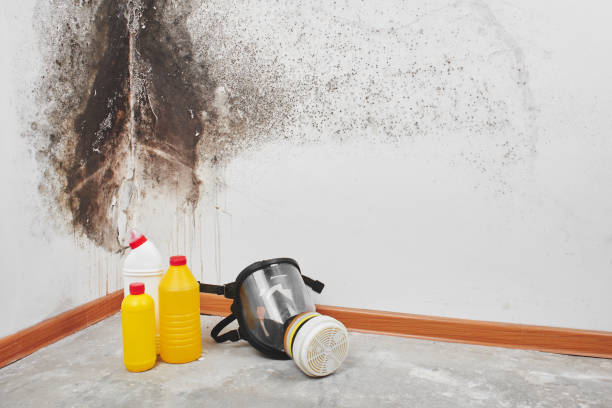 Best Toxic Mold Removal  in Albion, NY
