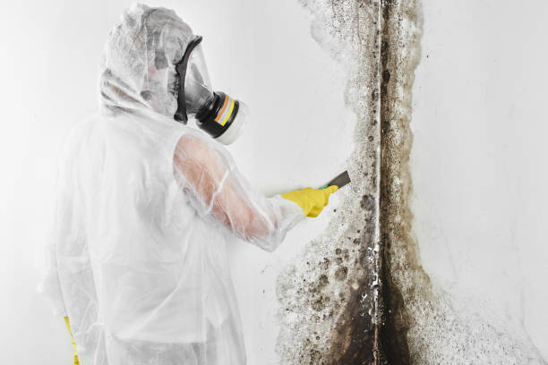 Best Toxic Mold Removal  in Albion, NY