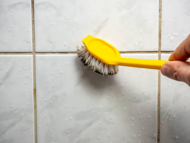 Best Home Mold Removal  in Albion, NY