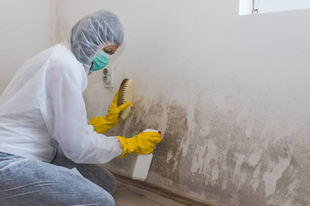 Best Crawl Space Mold Removal  in Albion, NY