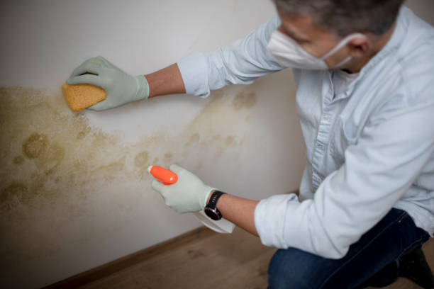 Best Black Mold Removal  in Albion, NY