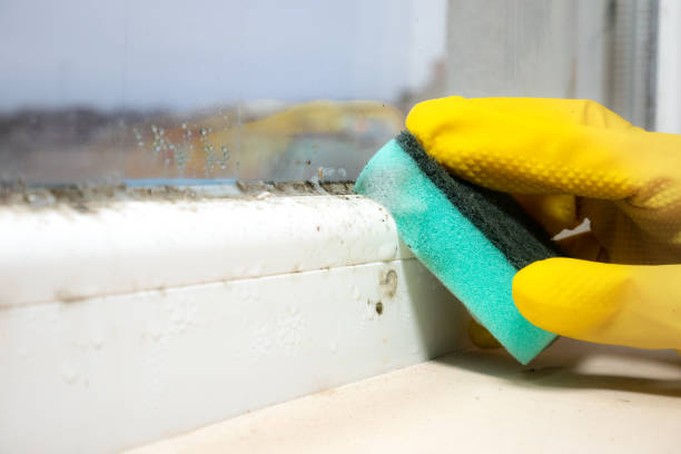 Best Emergency Mold Removal  in Albion, NY
