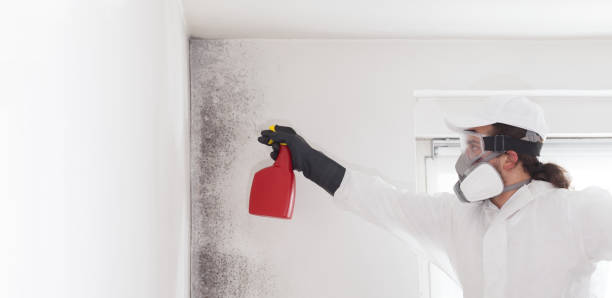 Best Mold Testing  in Albion, NY