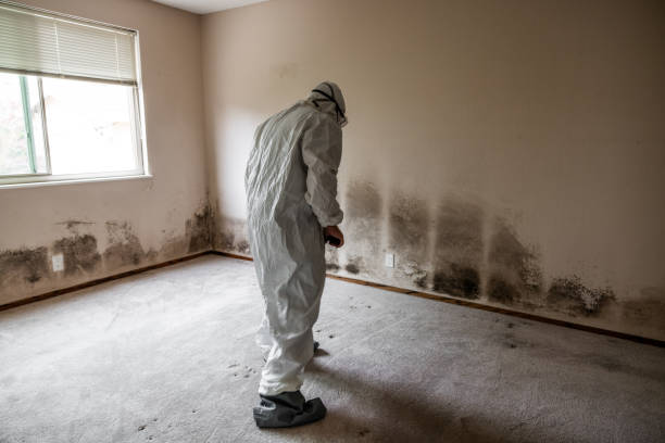 Best Mold Cleaning Services  in Albion, NY
