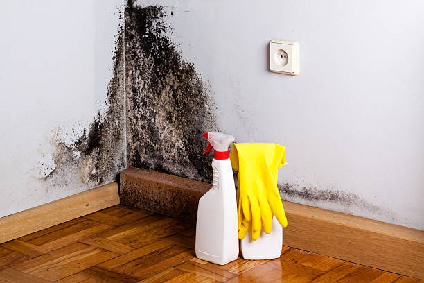 Best Office Mold Removal Services  in Albion, NY