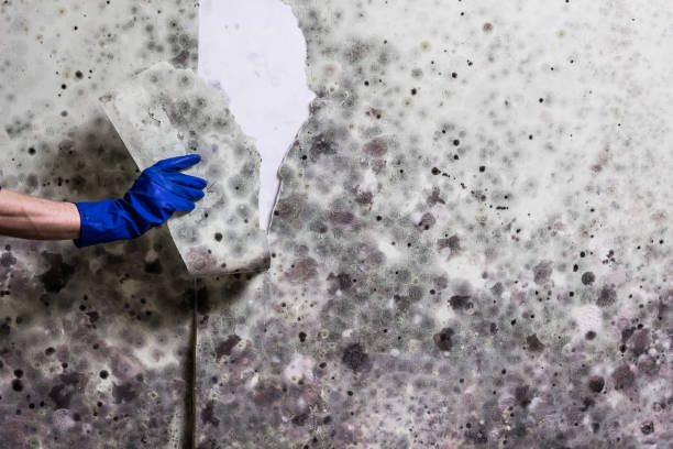 Best Fast Mold Removal  in Albion, NY