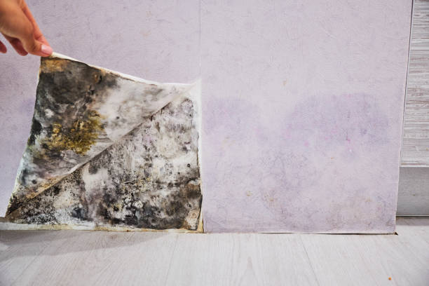 Mold Removal and Inspection in Albion, NY